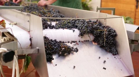 Conveyor transporting bunches of grapes. Stock Footage 61986345