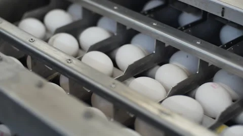 Conveyor for transporting eggs Stock Footage 237061218