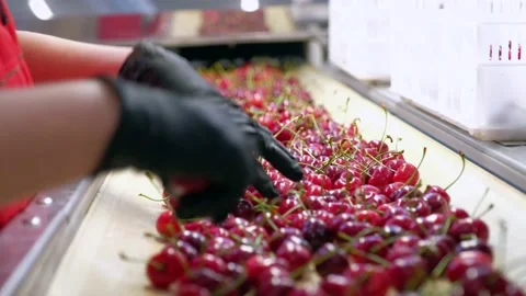 Conveyor worker in black gloves picks rotten wild cherries Video stock 157094121