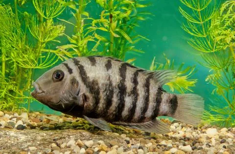 Convict cichlid Stock Photos