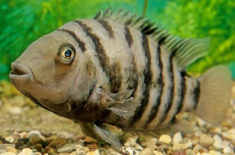 Convict cichlid Stock Photos