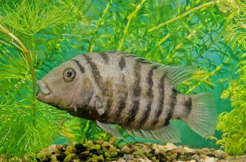Convict cichlid Stock Photos