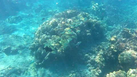 Convict tang Stock Footage 327675772