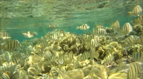 Convict Tangs Closeup Stockbeeldmateriaal 52585947