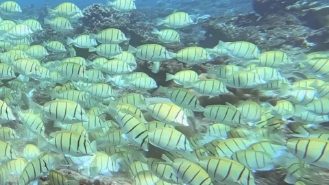 Convict Tangs Shimmer Over Sunlit Coral Kingdom Stock Footage 340457370