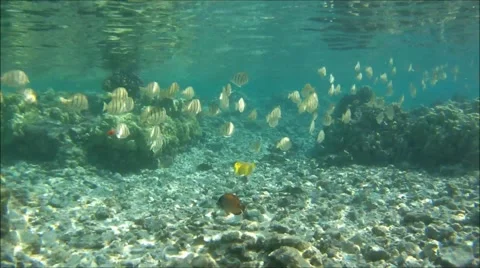 Convict Tangs Swimby Stockbeeldmateriaal 52585784
