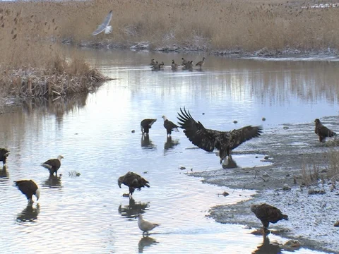 A Convocation of Bald Eagles Scavenging on Dead Fish Stock Footage 124509056