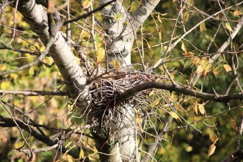 Convolute nest on tree Foto stock