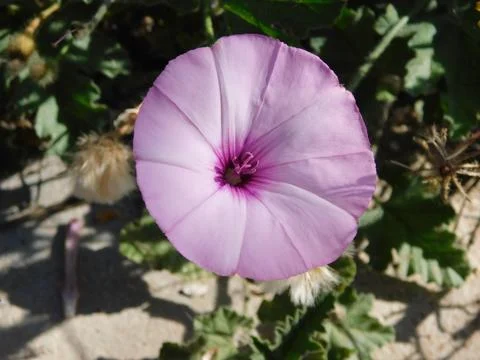 Convolvulus althaeoides or Syrian Bindweed flower Stock Photos