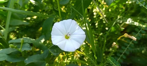 Convolvulus arvensis, or field bindweed Stock Footage 290032244