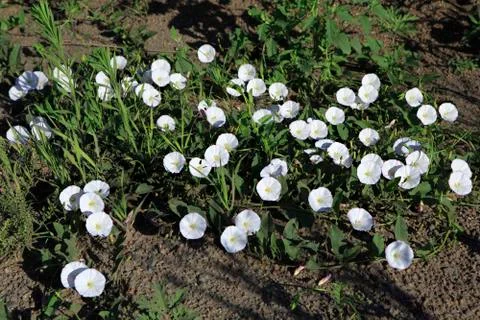 Convolvulus arvensis Stock Photos