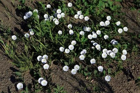 Convolvulus arvensis Stock Photos