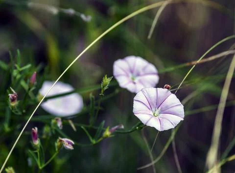 A Convolvulus arvensis, 库存照片