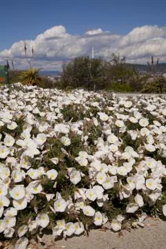 Convolvulus cneorum Stock Photos