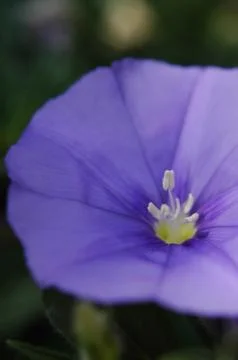 Convolvulus Flower Stock Photos