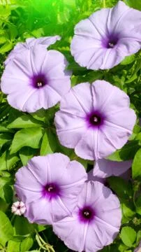 Convolvulus flowers Stock Photos