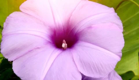 Convolvulus flowers Stock Photos
