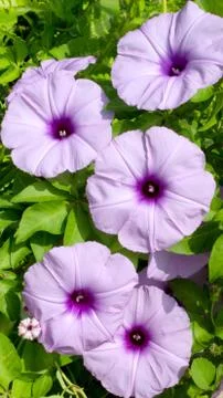Convolvulus flowers Stock Photos