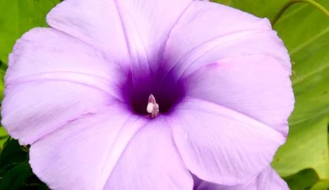 Convolvulus flowers Stock Photos