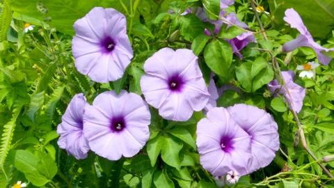 Convolvulus flowers Stock Photos