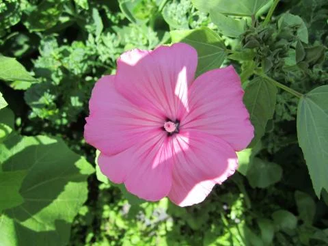 Convolvulus Stock Photos