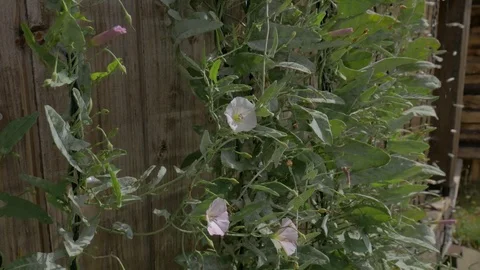 Convolvulus on a Rope on the Wall Stock Footage 81014587