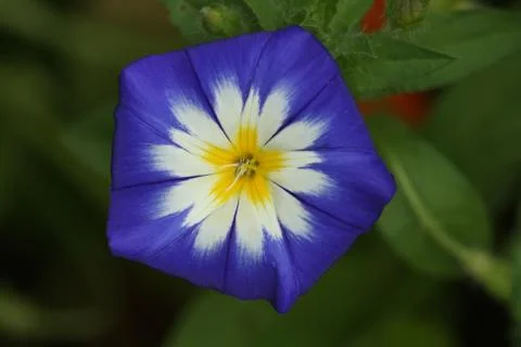 Convolvulus tricolor Stock Photos