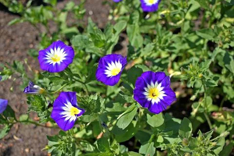 Convolvulus tricolor Stock Photos