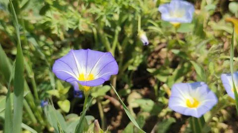 Convolvulus tricolor Foto stock