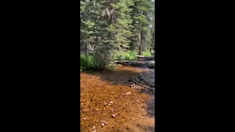 Cony Creek Stock-Footage 337006470