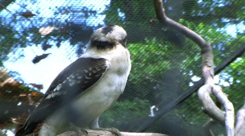 Coocaburra  스톡 동영상 368553