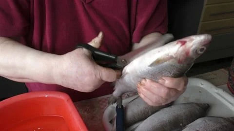 Cook cleans raw white chir fish Stock Footage 170570594
