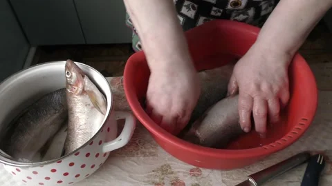 Cook cleans raw white chir fish Stock Footage 170571205