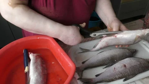 Cook cleans raw white chir fish Stock Footage 170573732