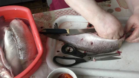 Cook cleans raw white chir fish Stock Footage 170573771