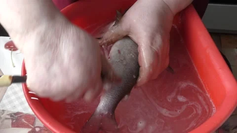 Cook cleans raw white fish Stock Footage 170172815
