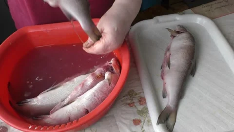Cook cleans raw white fish Stock Footage 170173076