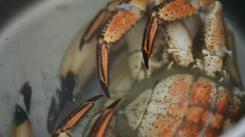 Cook a crab Stock Footage 490579