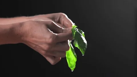 The cook cuts in a half fresh basil with water splash in slow motion, food in Stock Footage 83174953