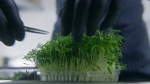 The cook cuts microgreens using small kitchen scissors Stock Footage 239605026