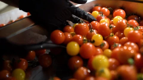 Cook grabs wet cherry tomatoes slow motion Video stock 108109839