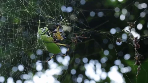 Cook it up spider handling prey can be tough Stock-Footage 79770151