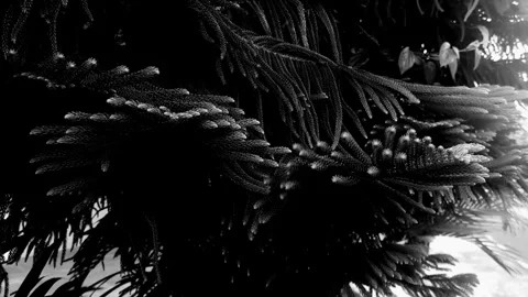 Cook pine in Black and White Video stock 288204257