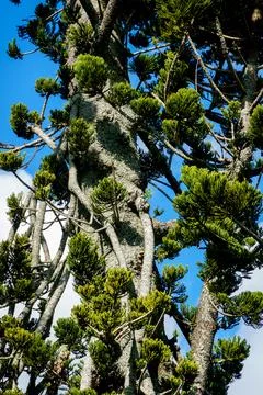 Cook pine displaying epicormic shoots caused branch growth pattern. Stock Photos