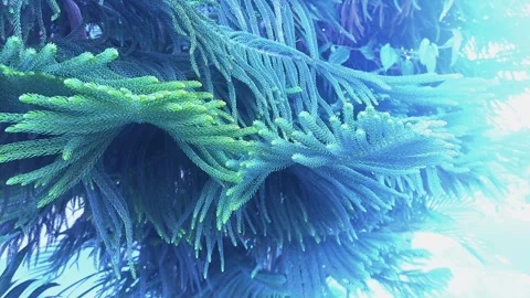 Cook Pine in Snowy Style Stock-Footage 288209249