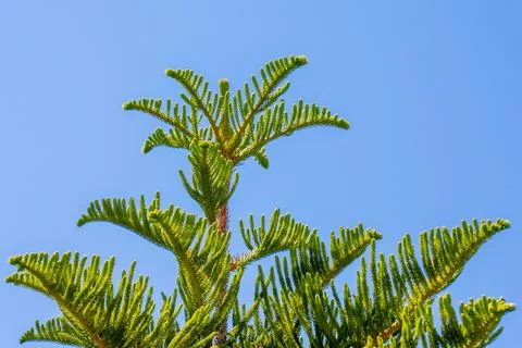 Cook pine tree branches against blue sky during day Stock Photos
