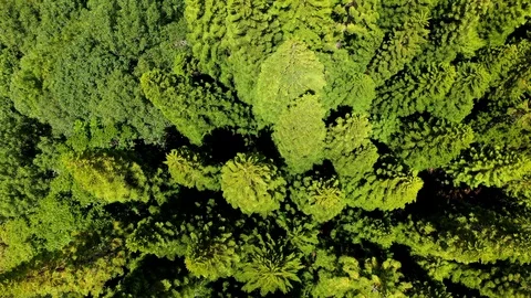 Cook Pine Tree Forest - Aerial Top View Pull Out Stock Footage 129559201