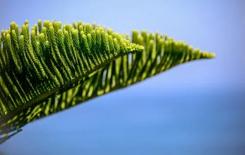 Cook pine tree Stock Photos