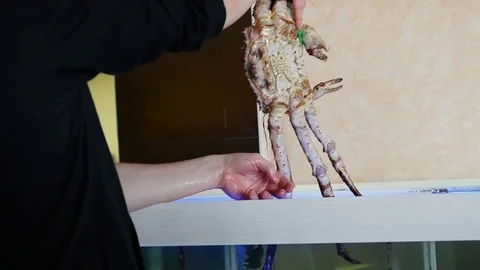 A cook is pulling out a giant crab out of water. Stock Footage 117930085