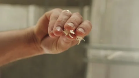 Cook puts his hands on the cheese on the pizza Stock Footage 130557928